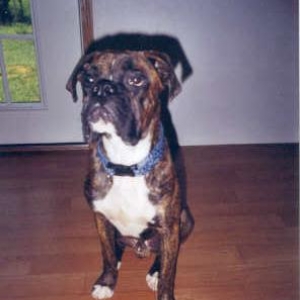 Henry, 9 months old