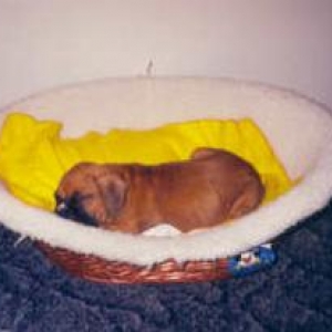 Baby Sidda in basket