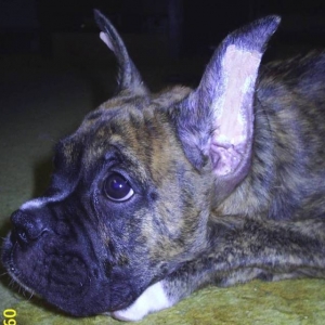 Jag With Breathe Easy Strips In Ears