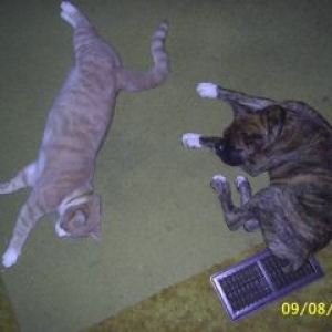 Jag & Harley Having A Nap