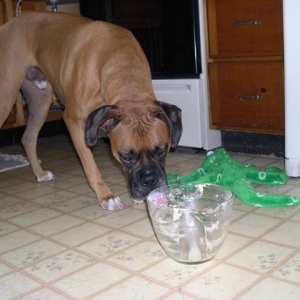 Licking the bowl
