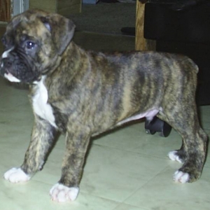 Jag at 5 weeks