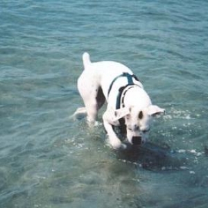 Charlie Playing in the Water