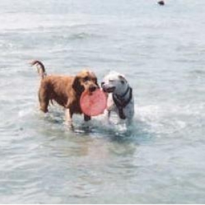 Charlie Playing with a Retriever