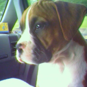 Charlie the pup.