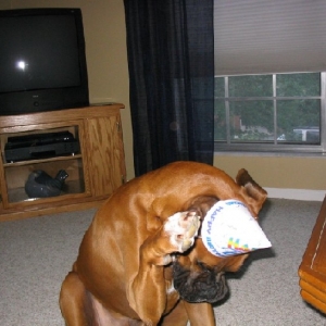 Bad Birthday Hat