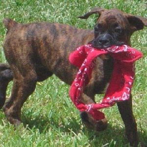 Tigger at Four Months