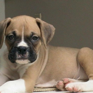 Bauer at 8 weeks