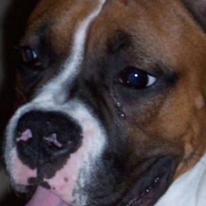 Abigail_close_up