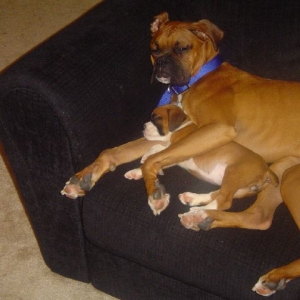 Hubble and Bella