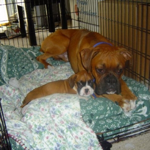 Hubble meeting Bella