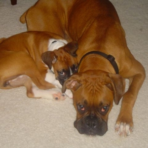 Hubble and Bella