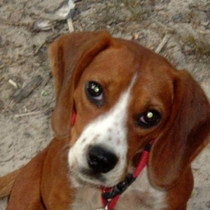 my hubbies little beagle rescue