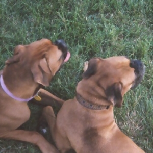 Partners in Crime