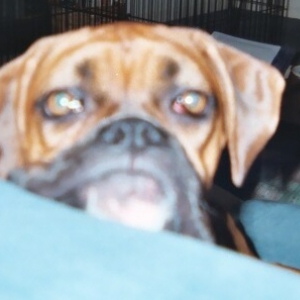 Boxer Sigh