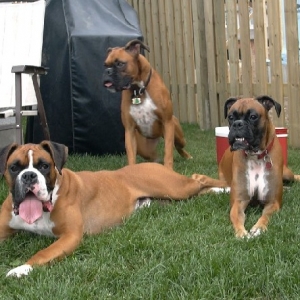 Trio