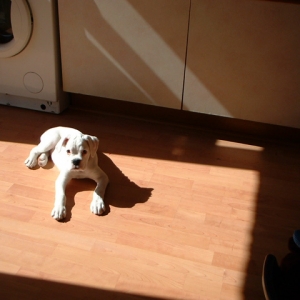basking_in_the_sun