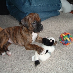 Reno's first day home