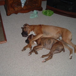 Vegas and Reno napping