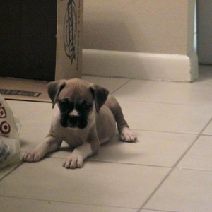 Bauer at 8 weeks