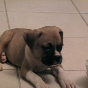 Bauer at 8 weeks