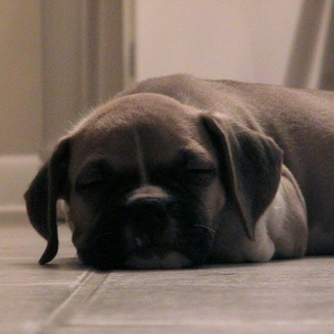 Bauer napping