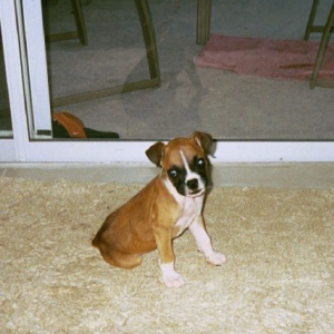 connor_sitting_9_weeks