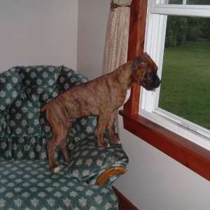 Reno checking out the backyard