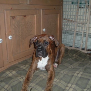 Reno relaxing in the kitchen