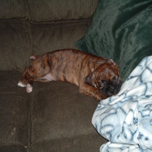 Reno's first day home
