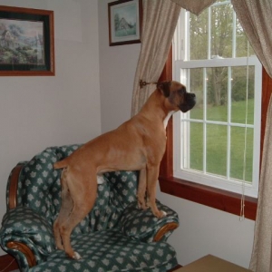 Vegas checking out the backyard.