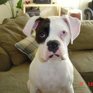 Tunney at almost 1 year old