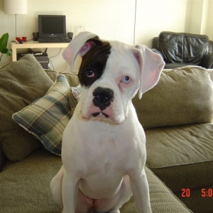 "I'm bein' a good girl, now where's my cookie!"