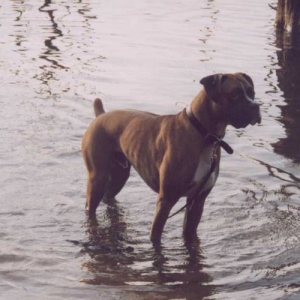 Murphy at the Reservoir