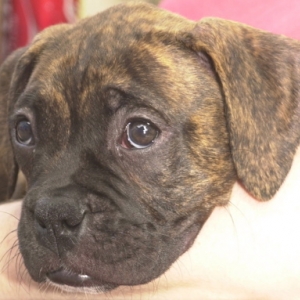 I'm just the cutest puppy ever