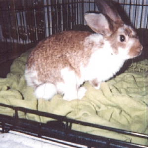 flashy brindle bunny!