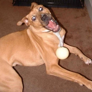 must.............get.................ball