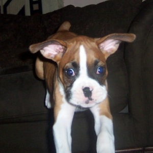 Big_Eyes
