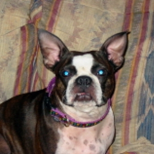 Mia the bat/boston!