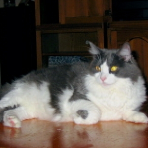 Lola Kitty