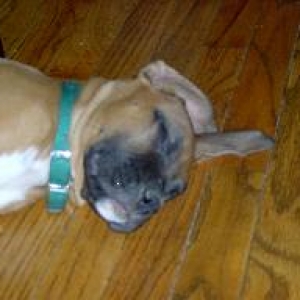 Sleeping Marley--10 weeks