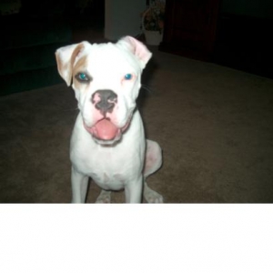 suGE....boxer n what?