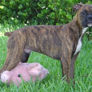 Tigger and Piglet at Five months