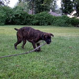 Get the Stick!