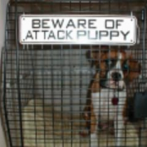 Crated Pup