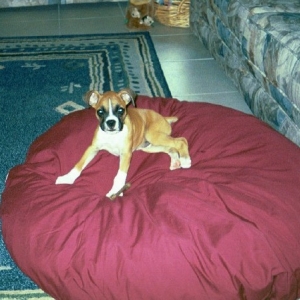 I got a new bed