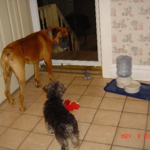 Tyson and PeeWee on guard.