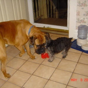 Tyson and PeeWee