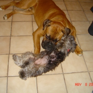 Tyson and Pee Wee Playing