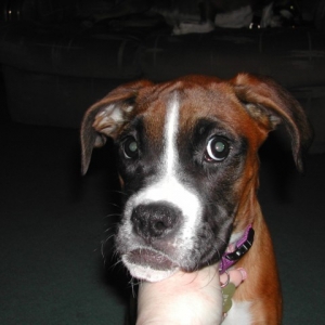 Lexi 18 wks - aren't I cute!!!